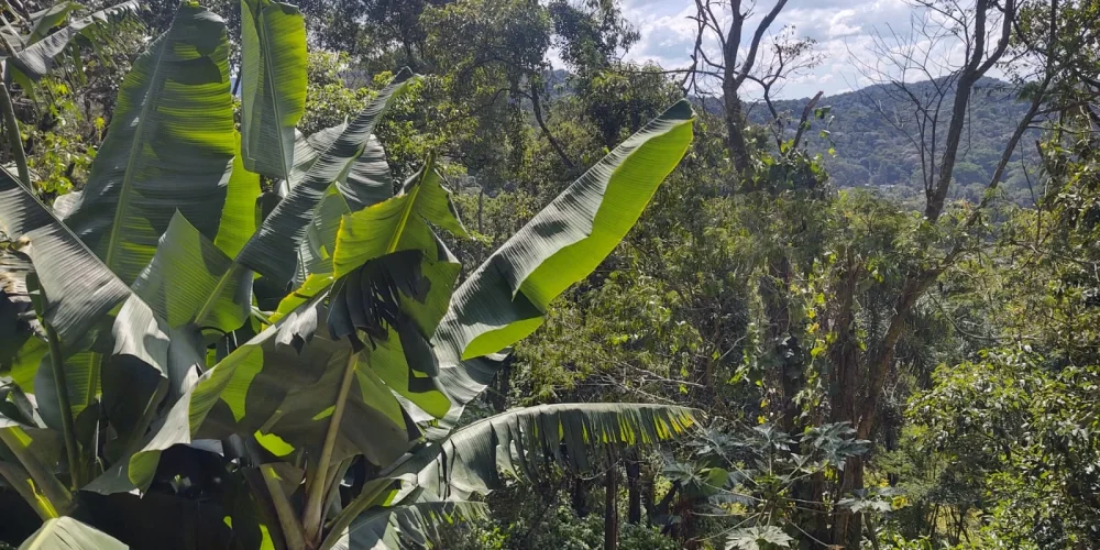 2 terreno P002